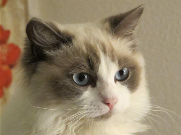 Emilie Ragdoll bleue Point et Blanc